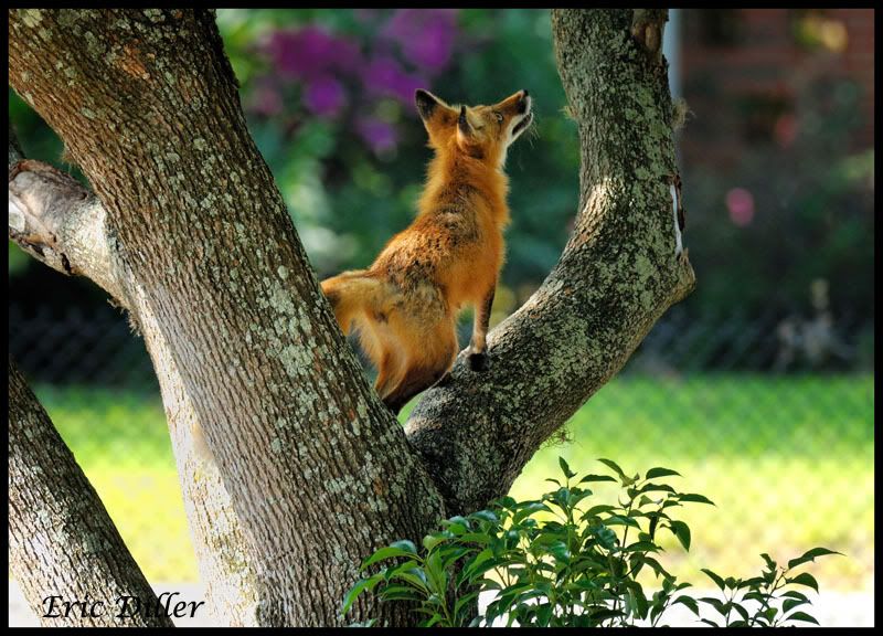 Red Fox Climbs tree While on the Hunt The Photography Forum